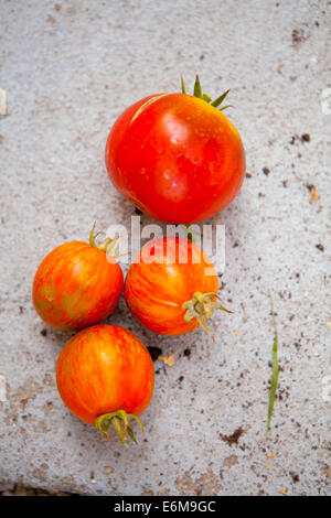 Nahaufnahme der Reife Tomaten Stockfoto