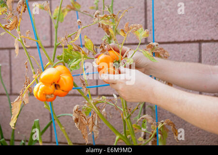 Nahaufnahme von Frau Tomaten pflücken Stockfoto
