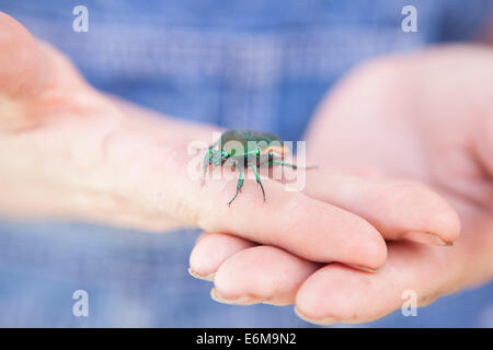 Nahaufnahme der Frau mit Käfer auf Händen Stockfoto