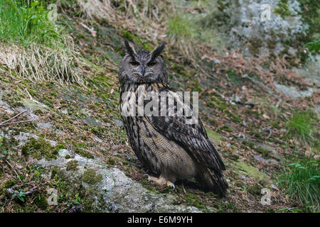 Eurasische Adler-Eule / Europäische Uhu (Bubo Bubo) Porträt Stockfoto