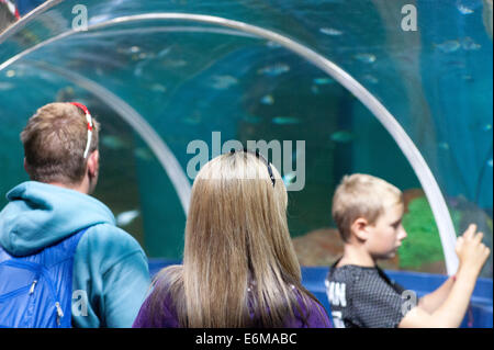 Genießen Sie einen Besuch in Portsmouth Sealife Besucherzentrum England uk Stockfoto