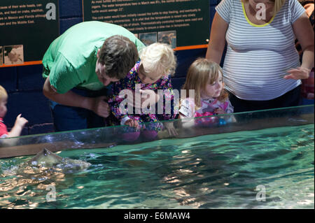 Genießen Sie einen Besuch in Portsmouth Sealife Besucherzentrum England uk Stockfoto