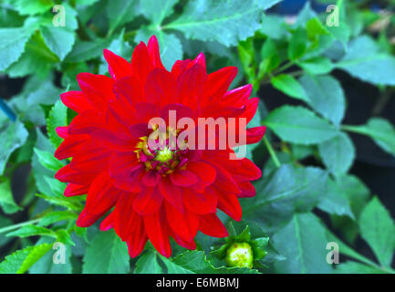 Rote Dahlien Blume Nahaufnahme. Stockfoto