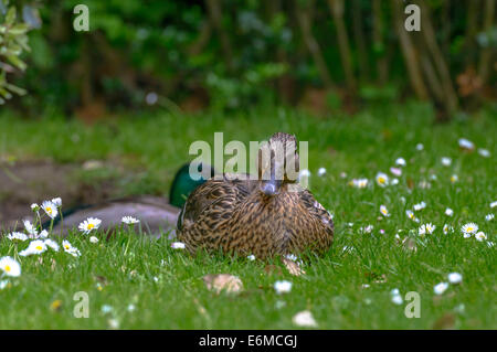 Ente, Blick in die Kamera im Regents Park, London, UK Stockfoto