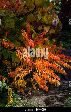 Rhus Herbstlaub in einem Wiltshire Garten Stockfoto