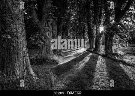 Sonnenstrahlen zwischen Bäumen in einer Baum-Gasse, Dänemark Stockfoto