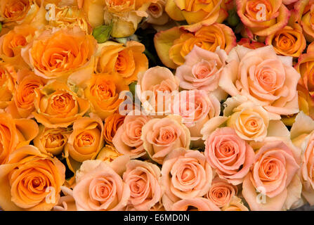 Gruppe von rosa und orange Rosen Stockfoto