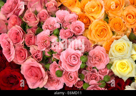 Gruppe von rot, rosa, gelb und orange Rosen Stockfoto