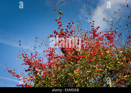 Rote Beeren im Herbst auf Cotonieaster Bäumen in einem städtischen Umfeld Stockfoto