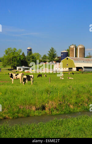 Kühe weiden in der Nähe von Ottobine in der Shenandoah Valley of Virginia, USA Stockfoto