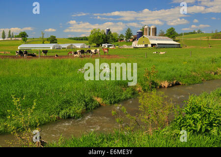 Kühe weiden in der Nähe von Ottobine in der Shenandoah Valley of Virginia, USA Stockfoto