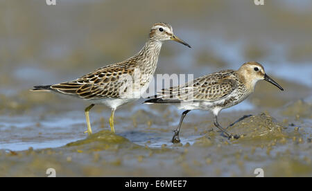 Pectoral Sandpiper - Calidris Melanotos (links) und Alpenstrandläufer - Calidris Alpina (rechts) Stockfoto