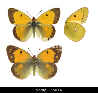 Getrübte gelb - Colias Croceus. Männchen (oben) - Weibchen (unten). Stockfoto