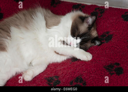 Junge weibliche Ragdoll Katze schläft auf einem roten Bett Stockfoto