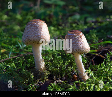 Wilde Pilze wachsen in den Wald Stockfoto
