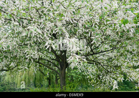 PRUNUS PADUS WATERERI Stockfoto