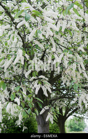 PRUNUS PADUS WATERERI Stockfoto