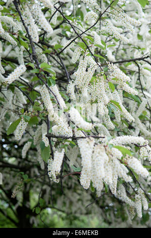 PRUNUS PADUS WATERERI Stockfoto