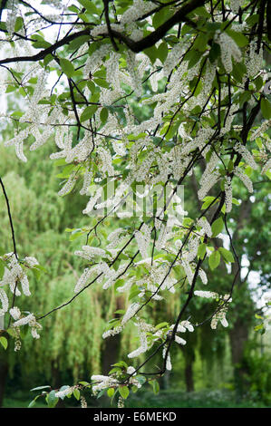 PRUNUS PADUS WATERERI Stockfoto