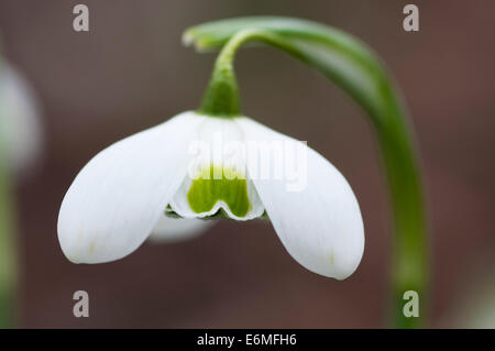 GALANTHUS HIPPOLYTA Stockfoto