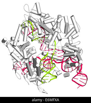 Bearbeitung komplexer von Streptococcus Pyogenes CRISPR-CAS9-gen. Das Cas9-Nuklease-Protein verwendet einen Guide RNA-Sequenz DNA schneiden. Stockfoto