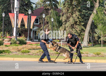 Polizeihund Umgang mit Demonstration, wo der Hund einen Verdächtigen bei der Sunset-Retreat-Zeremonie an RCMP Akademie, Regina dämpft Stockfoto