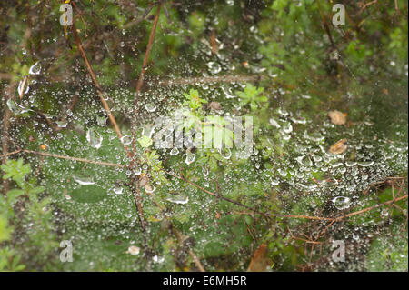 Regentropfen Wasser Tropfen auf das Pflanzenwachstum Bramble gefangen auf feine Stränge Spinnennetz wie Decke Blatt Laub Handauflegen ausgesetzt Stockfoto