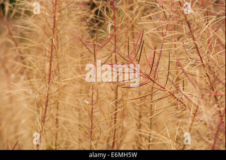 Rosebay Willowherb Epilobium Angustifolium Weidenröschen Bombweed mehrjährige krautige Pflanze Onagraceae. Stockfoto