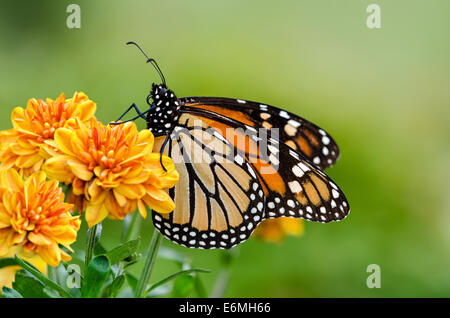 Monarchfalter (Danaus Plexippus) auf orange Gartenblumen beim Herbstzug Stockfoto