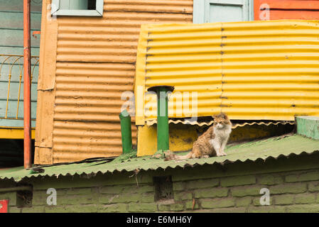 Eine zerzauste Katze sitzt auf dem Dach eines historischen Mietshauses gemacht aus Wellblech und Holz in La Boca Stockfoto