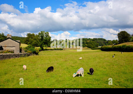 In der Nähe von Sawrey Land Blick vom ehemaligen Dorf Hawkshead Seenplatte Heimat von Beatrix Potter Stockfoto