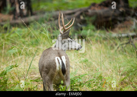 4-Punkt-Maultier-Rotwild (schwarz - Tailed Hirsche) hintere Ansicht - Sierra Nevada, Kalifornien USA Stockfoto