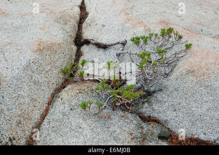 Junge Ponderosa Pine (Pinus ponderosa), die in einem Felsriss wächst, in der Sierra Nevada Bergkette - Kalifornien USA Stockfoto