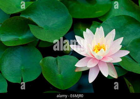 Heiligen Lotuspflanze oder Nelumbo Nucifera in voller Blüte auf Wasser umgeben von Seerosen Stockfoto