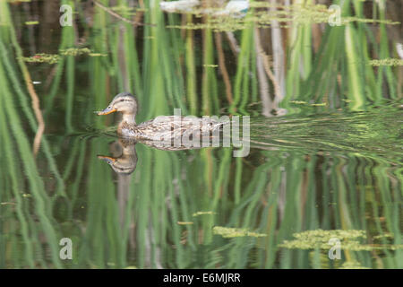 Eine einsame Ente schwimmt in ruhigem Wasser. Stockfoto