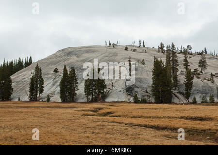 Ponderosa Pinien (Pinus ponderosa) wachsen auf einem großen Granit-Gneis-Felsen, in der Sierra Nevada Bergkette - Kalifornien USA Stockfoto