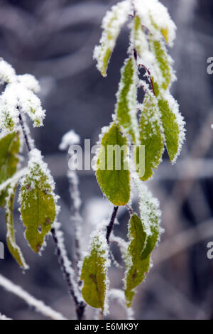 Am frühen Morgen Winter Rauhreif auf Anlage Stockfoto