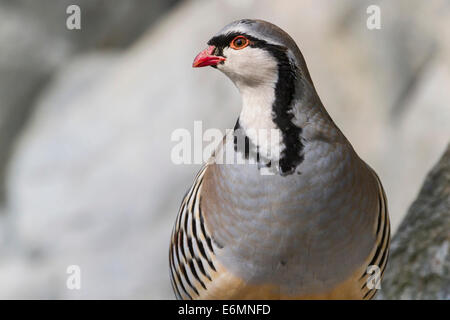 Rock, Rebhuhn (Alectoris Graeca), Gefangenschaft, Alpenzoo Innsbruck, Tirol, Österreich Stockfoto