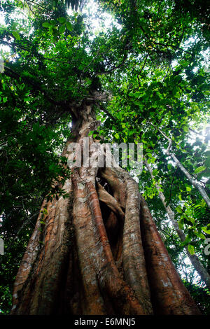 Dschungel-Riese, Weeping Fig, Benjamins Fig oder Ficus-Baum (Ficus Benjamina), Khao Yai Nationalpark, Thailand Stockfoto