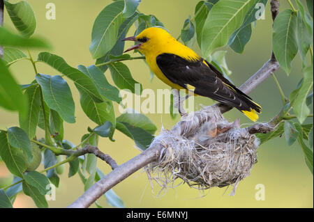 Pirol (Oriolus Oriolus), Männchen, Aufruf an das Nest in einem Walnussbaum, Bulgarien Stockfoto