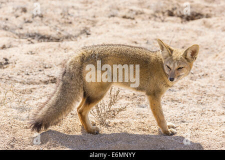 Andean Fox oder culpeo (lycalopex culpaeus), Region Atacama, Chile Stockfoto