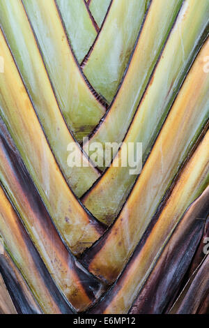 Basis der Palme des Reisenden (Ravenala Madagascariensis), seltene Art von einer Fächerpalme, Detailansicht Stockfoto
