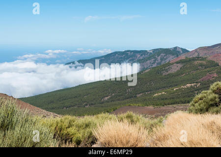 Passatwolken über einem Kiefernwald, Parque Nacional de Las Cañadas del Teide Nationalpark Teide Stockfoto