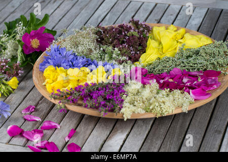 Blütenteller, Blüten, Blumen, Kräuter, Kräuter Sammeln, Kräuterernte, Blütenblätter Auf Einem Teller Sortiert Zum Trocknen, Essb Stockfoto