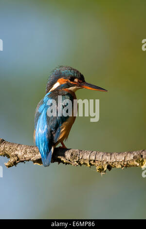 Eisvogel, Eisvogel, Eis-Vogel, Alcedo Atthis, Martin Pêcheur d ' Europe Stockfoto