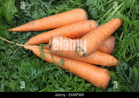 Frische Bio-Karotten auf eine Karotte tops Hintergrund. Stockfoto