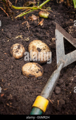 Frisch geerntete Frühkartoffeln. England Großbritannien Stockfoto