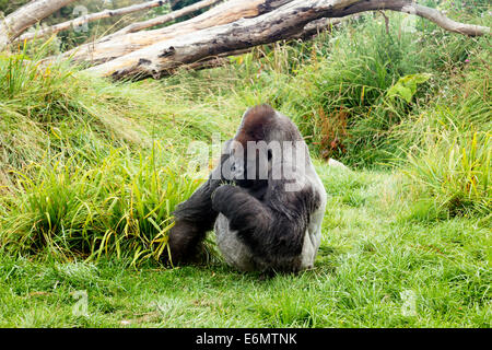 Männliche Silber zurück Gorilla Essen grüne Blätter sitzen auf dem Rasen Stockfoto