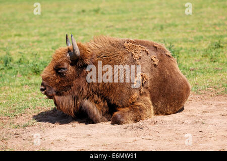 Wisente, auch genannt der Wisent, die auf dem Boden liegend Stockfoto