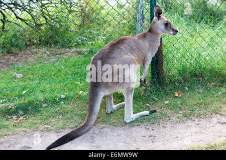 Östliche graue Känguru in einem Gehäuse Stockfoto